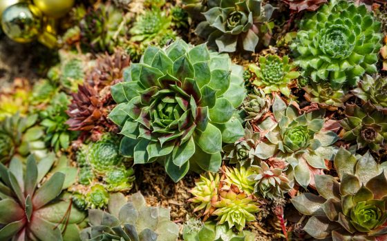a close up image of succulents forming a tree